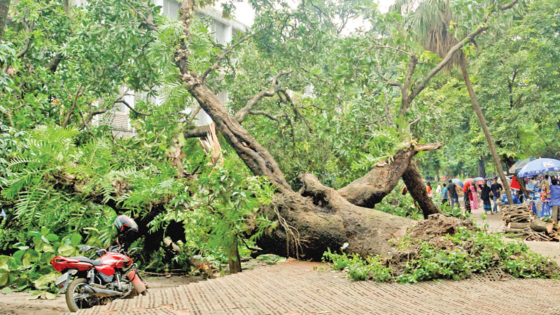Collapse of big trees on DU campus raises concern