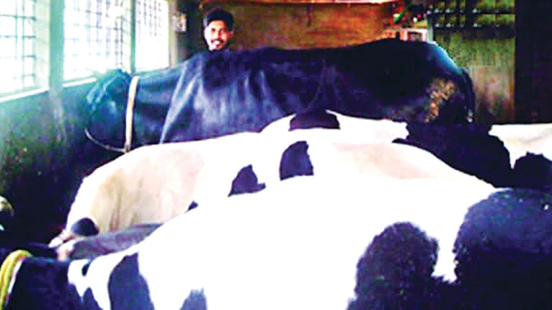 Dairy farm brings fortune to youth 