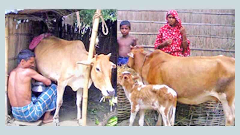 Dairy sector changing rural economy 