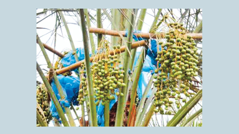Date farming gets popular in Narsingdi
