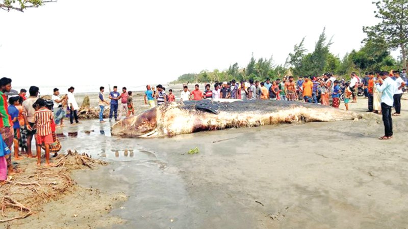 Dead whale found on Kuakata sea beach 