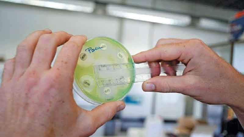 Deadly bacteria more prevalent than previously thought: study