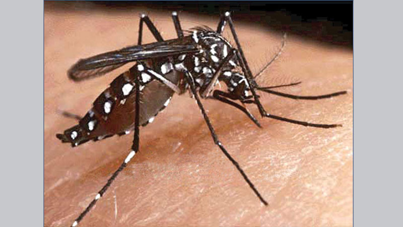 Annisul urges city dwellers to be conscious about chikungunya