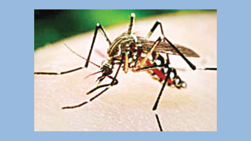 Have enough water, juice to beat dengue, suggest experts