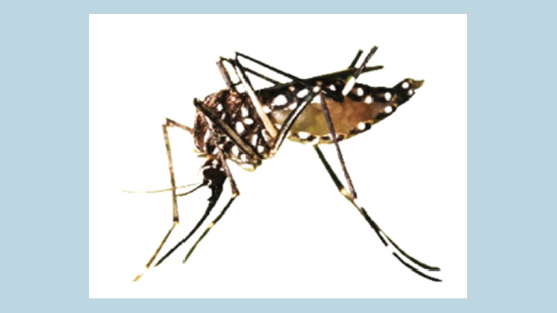 Misconceptions about dengue