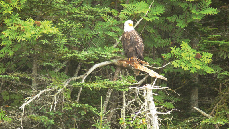 Understanding Bird Behaviour
