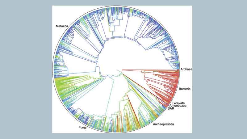Scientists create the first digital �tree of life�