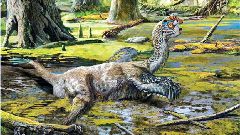 Bird-like dinosaur found