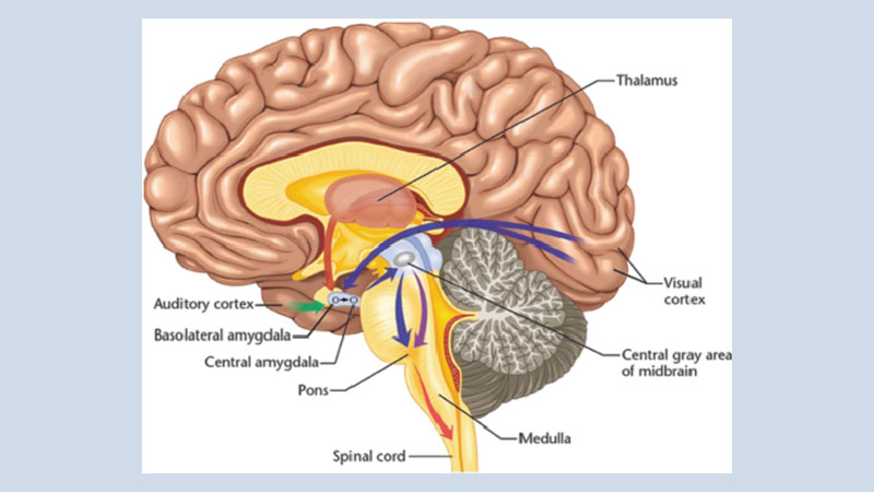 Diseases of the Brain