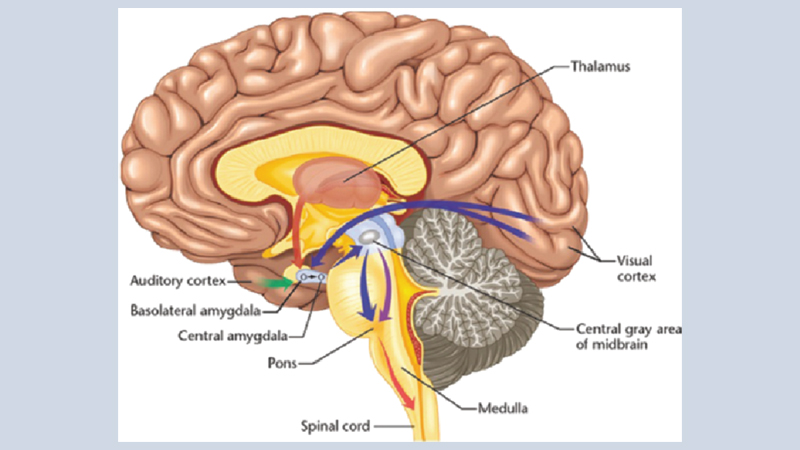 Diseases of the brain