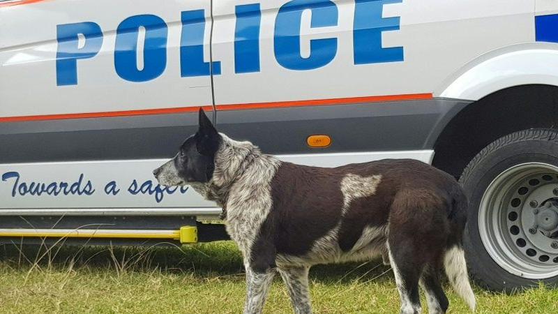 Tech tethers dog lovers remotely to their pets