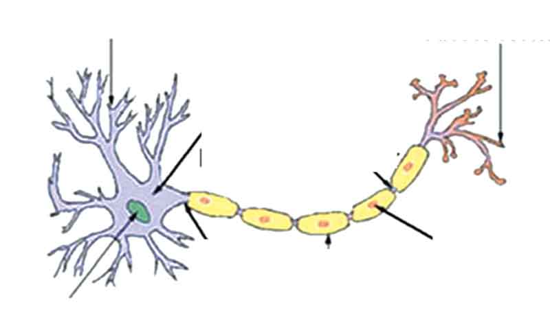 A patient with Guillain Barre Syndrome