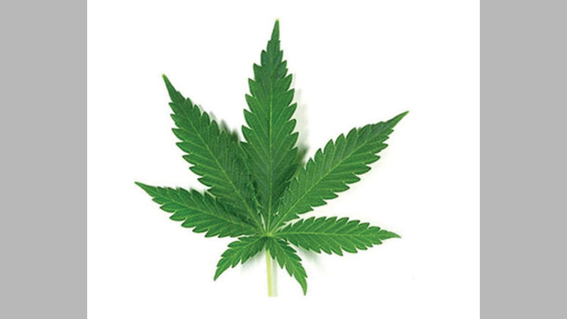 What a change in DEA's 
pot rules might mean 
for medical research