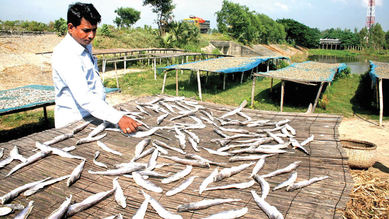 Dry fish collection season begins in Sundarbans