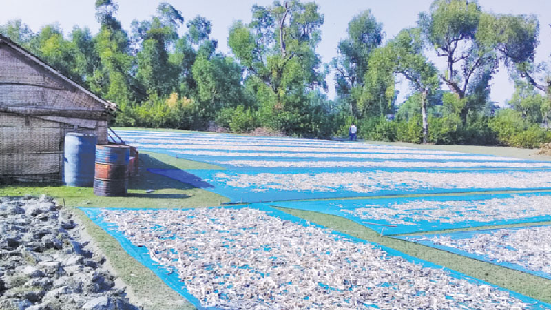Dry fish processing takes toll on reserved forest 