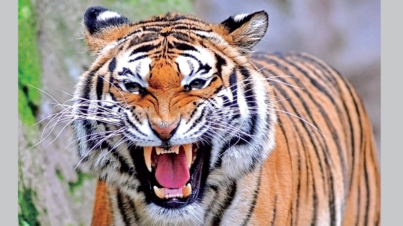 Dwindling tiger population 
