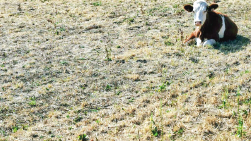 EU, South America trade deal a ‘dark moment’ for farmers