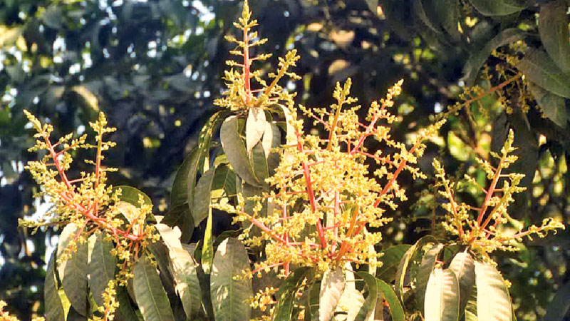 Early flowering promises bumper mango season