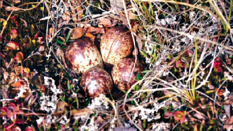 These people are stealing birds’ eggs to save the species