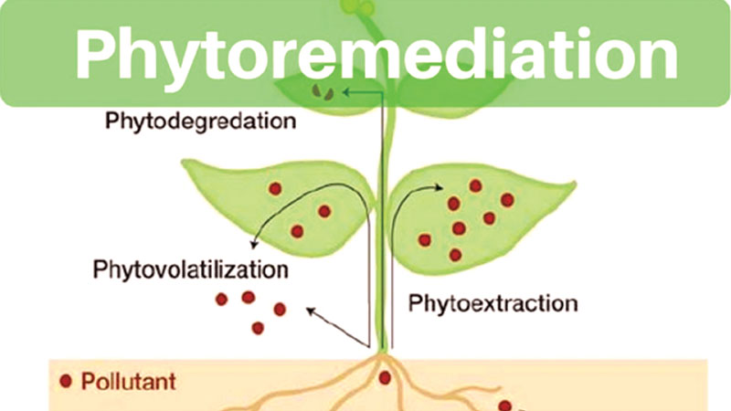 Environmental pollution and its solutions