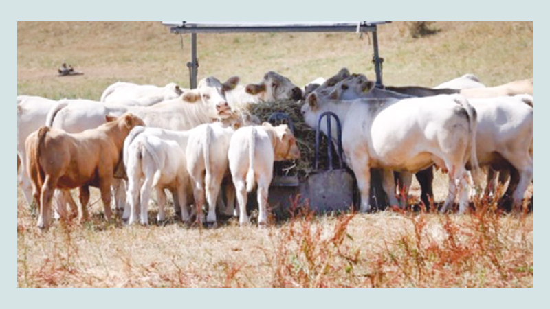 Europe’s livestock sector 
stricken by drought