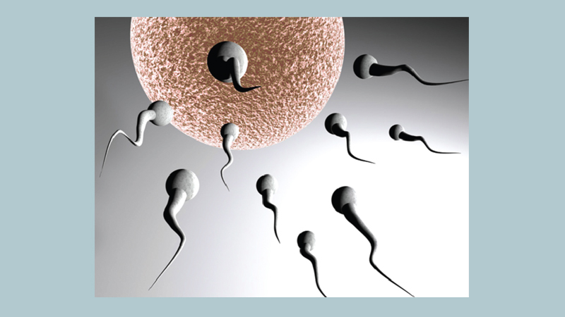 Evaluation of male factor infertility and sterility