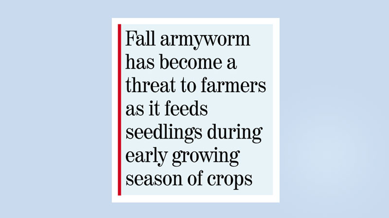 Steps taken to control ‘fall armyworm’ in maize fields