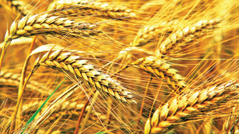Farmers expect better wheat yield in Rangpur 