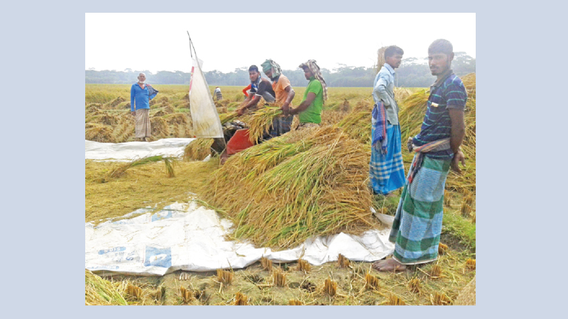 Farmers facing loss despite high yield