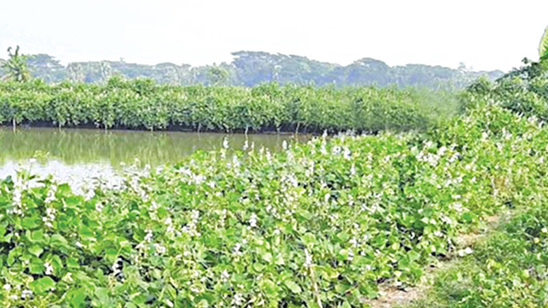 Farmers makes good profit from vegetable cultivation