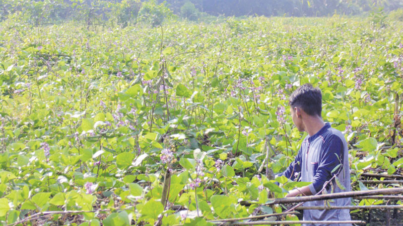 Farmers show interest in beans cultivation 