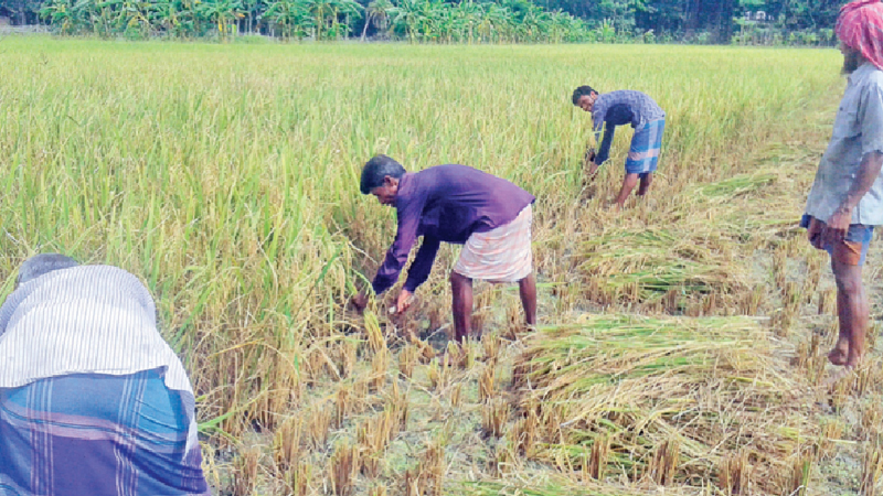 Farmers worried despite good yield