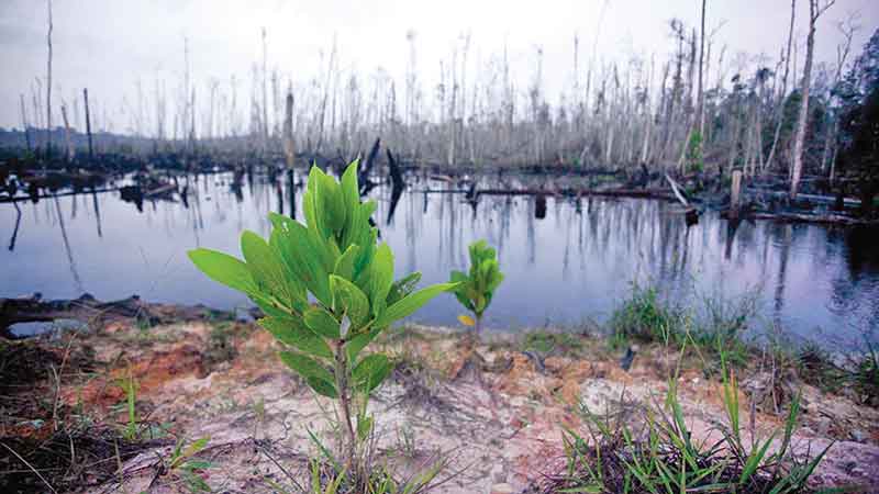 Fauna extinction happening faster