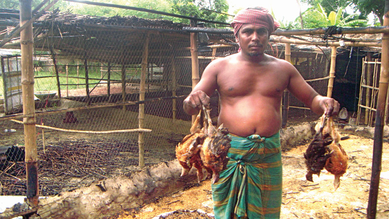 Fire kills 5,000 poultry birds in Jhenaidah