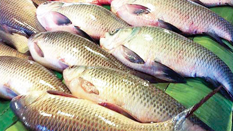 Fish cultivation in cage brings   fortune for youths 