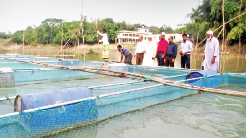 Fish farming in cages gains popularity