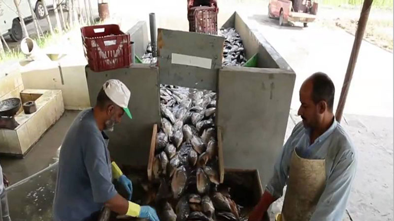 Post-harvest fish safety imperative for sound public health