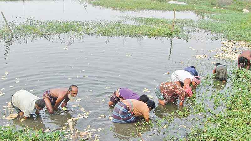 Fish worth Tk 95 lakh poisoned in 2 dists