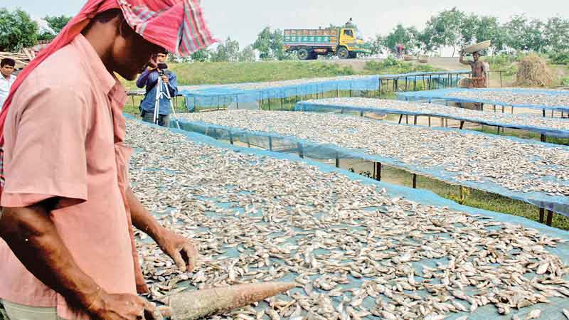 Fishermen busy drying fish 