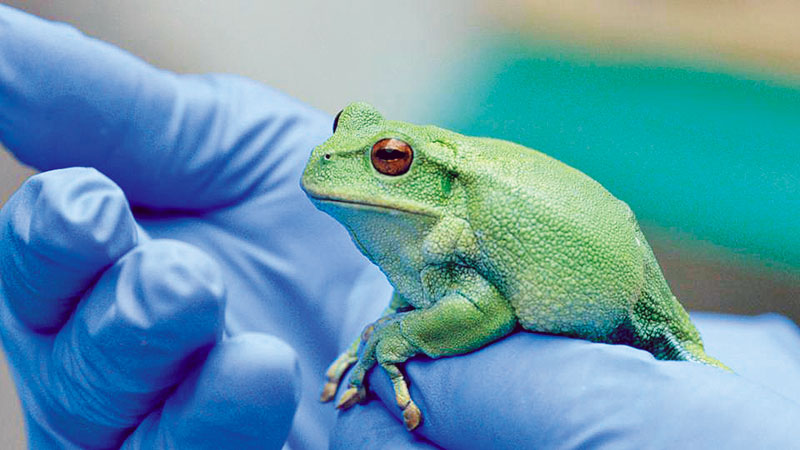 Selling $600 frogs -- to save them from poachers