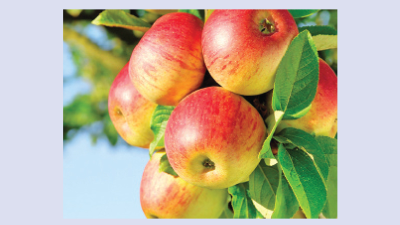 Fruit Trees For Urban Homes