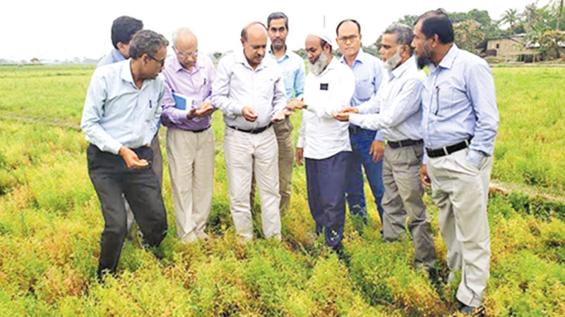 Good lentil yield expected in Rajshahi