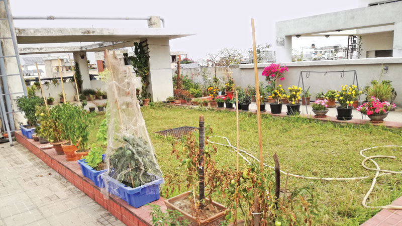 Green Roofs 