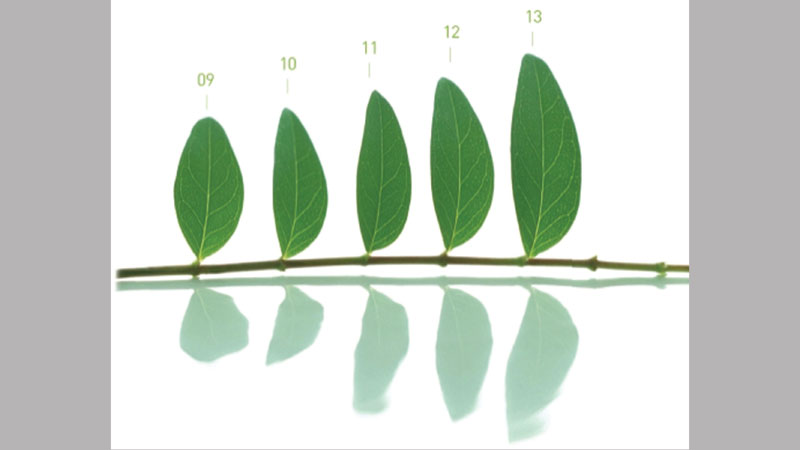 Green growth strategies: Where to start?