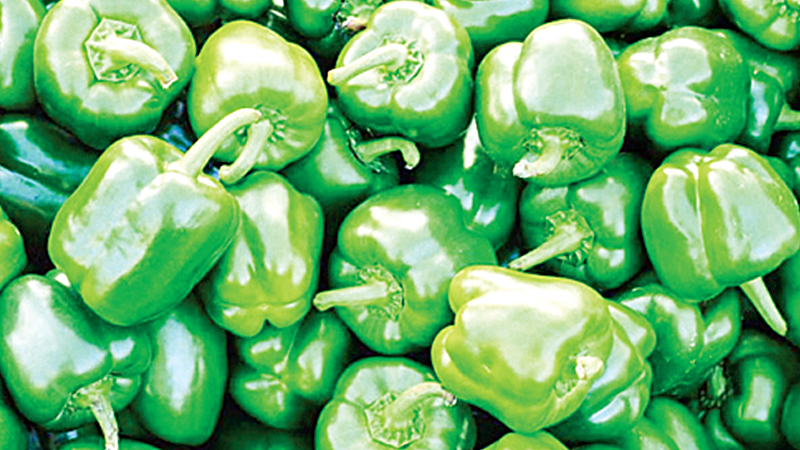 Green pepper being exported to Middle East countries