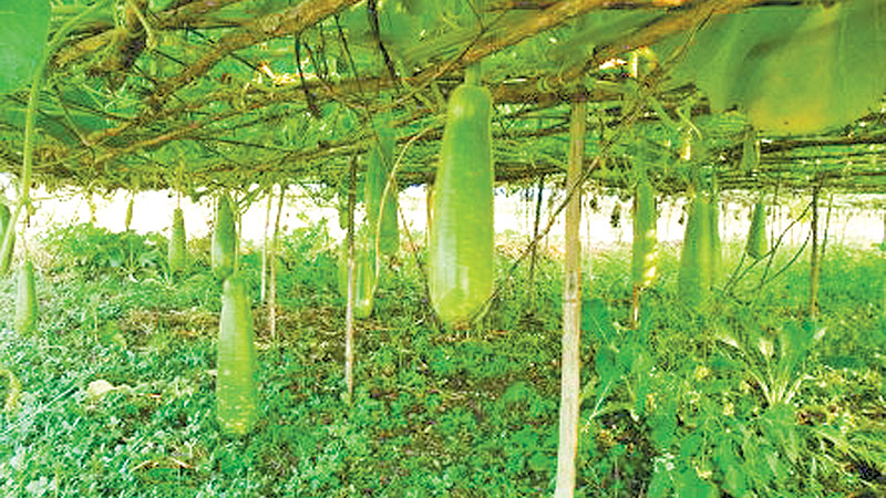 Growers of bottle gourds happy over good production, fair price
