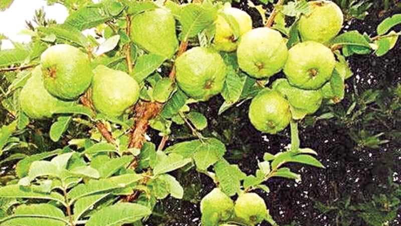 Guava farming delights many farmers 