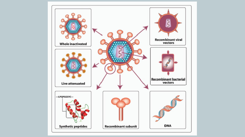 Genetically engineered HIV Vaccine moves to phase I human trial 