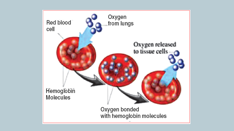 Haemorrhagic diseases