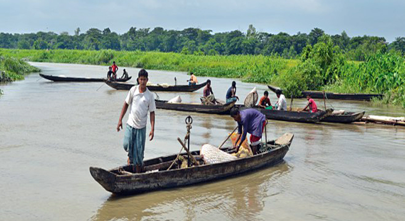 Brood fishes spawn in Halda River for second time
